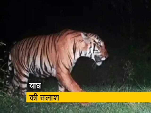 बांदीपुर में बाघ की तलाश में लगाया गया मध्य प्रदेश से लाया गया खास कुत्ता