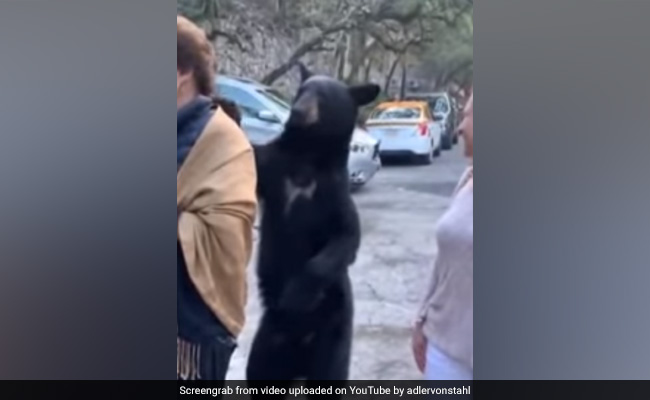 Black Bear Sneaks Up Behind Woman, Strokes Her Hair In Viral Video