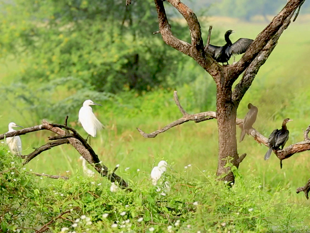 Sponsored: Bharatpur Bird Sanctuary - A Ride Into The "Birder's Paradise"