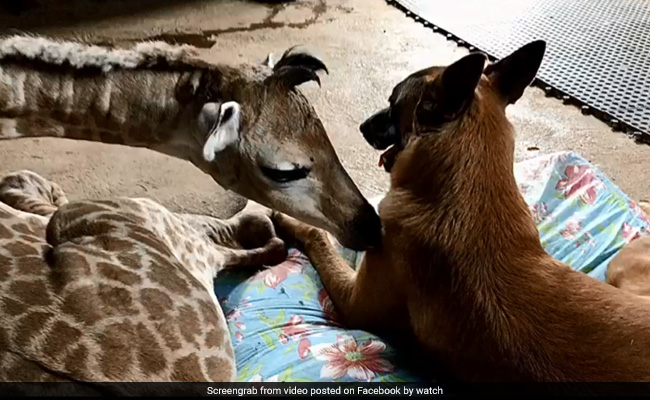 Watch: Guard Dog And Abandoned Baby Giraffe Become Best Friends