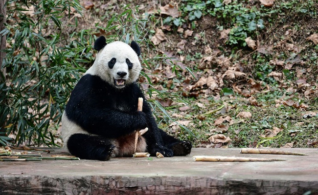 US-Born Panda Bei Bei Arrives In China After A 16-Hour Flight