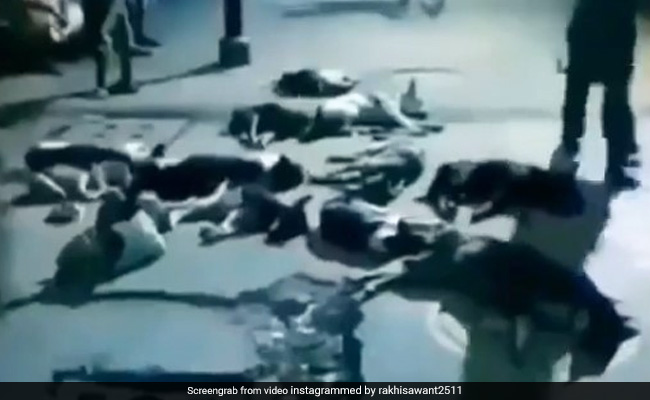 सड़क पर झुंड में सो रहे थे डॉगी, तभी आई Bigg Boss की आवाज फिर हुआ ऐसा, एक्ट्रेस ने शेयर किया Video