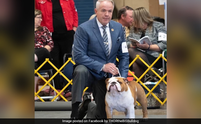 Thor The Bulldog Wins Top Prize At National Dog Show