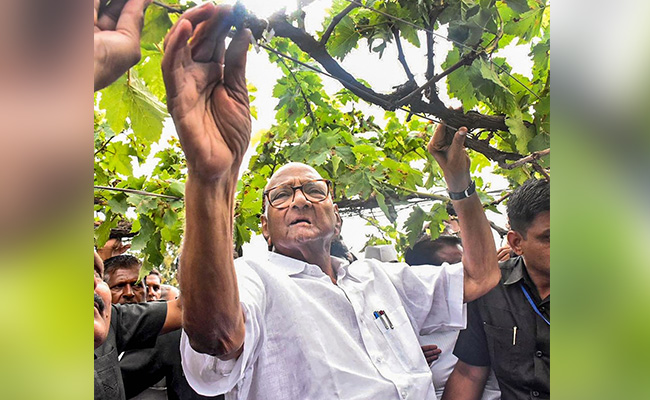 Election Results 2019: As Shiv Sena Sends Feelers, Sharad Pawar To Meet Sonia Gandhi