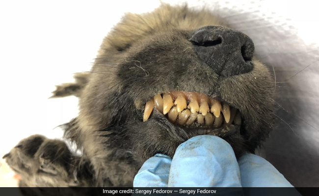 Ice Preserved Puppy For 18,000 Years. Scientists Are Fascinated