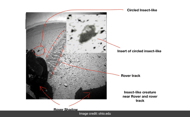 US Scientist Claims Photos Show Evidence Of Life On Mars