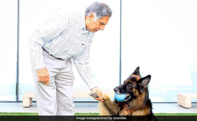 Ratan Tata S Heartfelt Birth Anniversary Post For German Shepherd Tito Established in 1993, bombay house has since been an iconic restaurant destination in utah. german shepherd tito