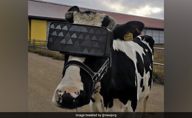 गाय दें बढ़िया दूध इसके लिए ढूंढ निकाला यह अनोखा तरीका