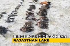 Over 17,000 Birds Dead In Rajasthan, Ashok Gehlot Wants Wetland Authority Operational Over 17,000 Birds Dead In Rajasthan, Ashok Gehlot Wants Wetland Authority Operational