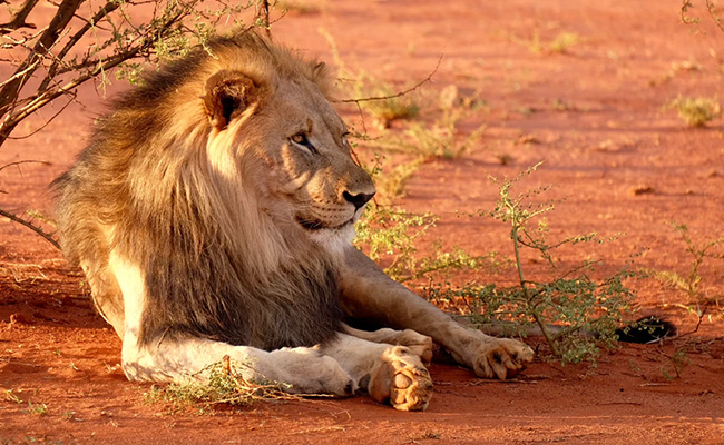 Lions Attack Zoo Worker, Others Had To Enter Lion's Den To Save Her