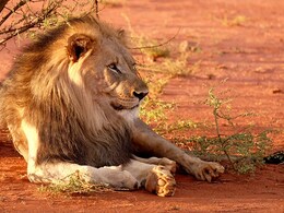 बकरी की तरह चबा-चबा कर हरी पत्तियां खा रहा था शेर, IFS ने बताया