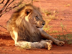 Missing Lion At Tamil Nadu Zoo Returns To Shelter After 3 Days In Safari Zone