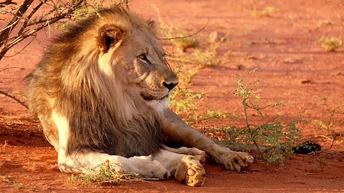 Missing Lion At Tamil Nadu Zoo Returns To Shelter After 3 Days In Safari Zone