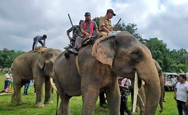 How Assam MLA Helped Capture "Laden", A Rogue Elephant That Killed 5