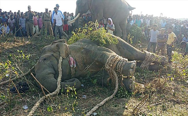 Rogue "Bin Laden" Elephant That Killed 5 Caught In Assam