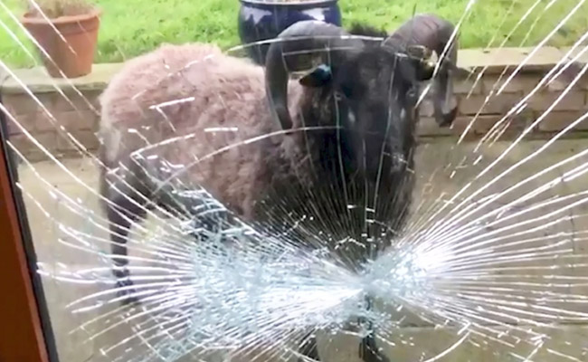 Video: Angry Ram Smashes Doors While Fighting Its Own Reflection