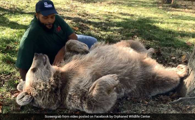 Orphaned Bear Reunited With Man Who Raised Her In Adorable Video