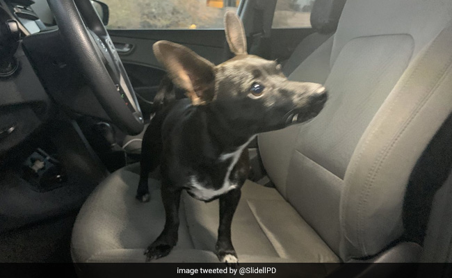 Watch: Chihuahua Puts SUV In Reverse, Drives Across Busy Road