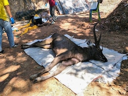 Deer Dies In Thailand After Swallowing 7 Kilogram Plastic Bags And Trash Deer Dies In Thailand After Swallowing 7 Kilogram Plastic Bags And Trash