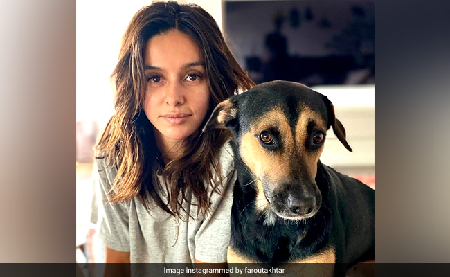 Seen Shibani Dandekar's Epic Reply To Farhan Akhtar's 'Jim And Jam' Post Yet?