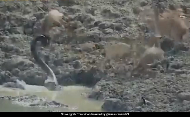 On Camera: Python Leaps Out Of Water At Lightning Speed To Attack Deer