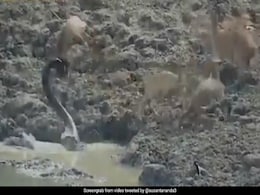 On Camera: Python Leaps Out Of Water At Lightning Speed To Attack Deer On Camera: Python Leaps Out Of Water At Lightning Speed To Attack Deer