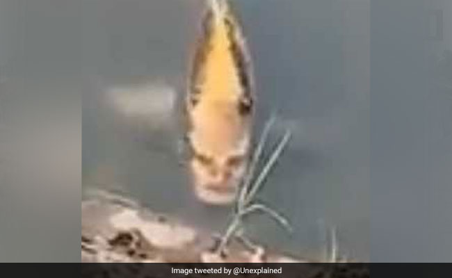 नदी में तैरती दिखी 'इंसान के चेहरे' जैसी दिखने वाली मछली, Video देखकर लोग हैरान
