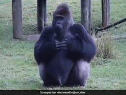 खाना दे रहा था शख्स, Gorilla ने किया ऐसा इशारा, देखते रह गए लोग- देखें VIDEO खाना दे रहा था शख्स, Gorilla ने किया ऐसा इशारा, देखते रह गए लोग- देखें VIDEO