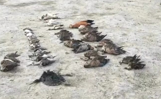 1,500 Migratory Birds Found Dead Near Rajasthan's Saltwater Lake Sambhar
