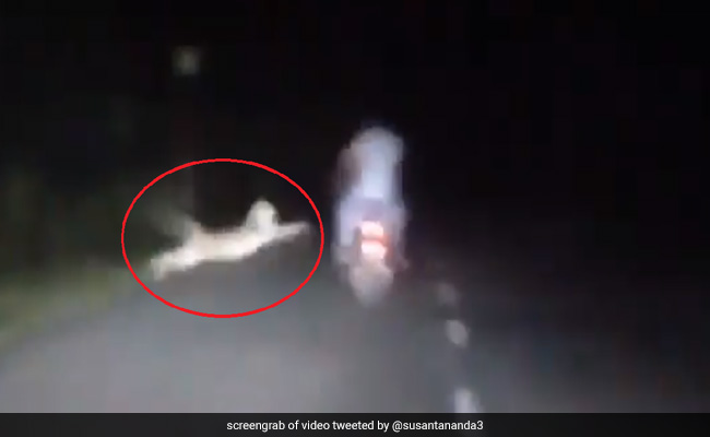 रात के समय तेंदुए ने किया बाइक सवार पर Attack, वायरल हुआ दिल दहला देने वाला VIDEO