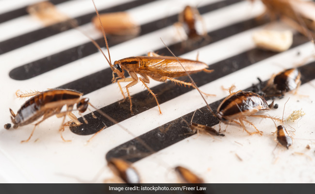 Family Of Cockroaches Found Living Inside Man&rsquo;s Ear