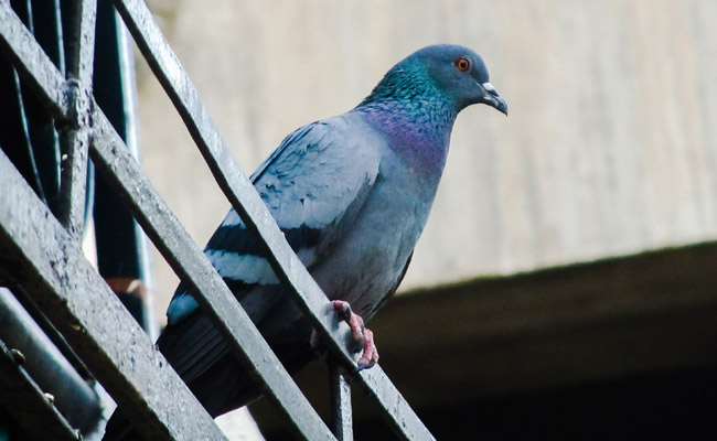 The 'Hair-Raising' Reason Why Pigeons Often Lose Their Toes