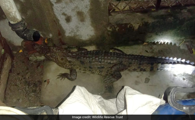 Watch: Woken Up By Noise, Gujarat Man Finds Crocodile In Bathroom