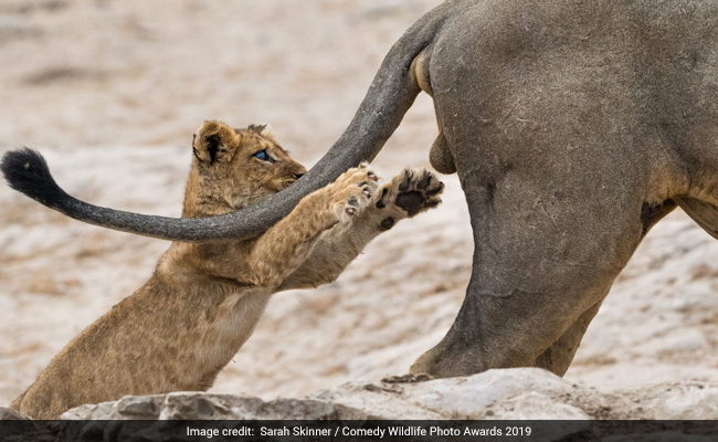 And The Winners Of Comedy Wildlife Awards 2019 Are...
