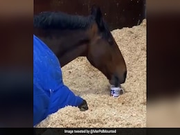 This Pampered Police Horse Refuses To Work Without His Cup Of Morning Tea. Watch This Pampered Police Horse Refuses To Work Without His Cup Of Morning Tea. Watch