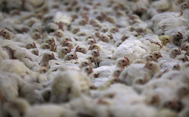 Delhi Poultry Markets To Open After Samples Test Negative For Bird Flu
