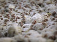 Newcastle Disease Spreads Across Europe: Know About The Viral Infection