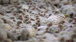 Newcastle Disease Spreads Across Europe: Here's What You Should Know About The Viral Infection