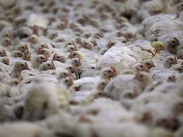 Newcastle Disease Spreads Across Europe: Here's What You Should Know About The Viral Infection