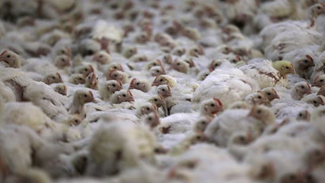 Newcastle Disease Spreads Across Europe: Here's What You Should Know About The Viral Infection