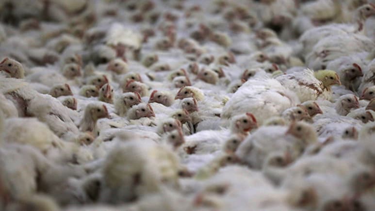 Newcastle Disease Spreads Across Europe: Here's What You Should Know About The Viral Infection