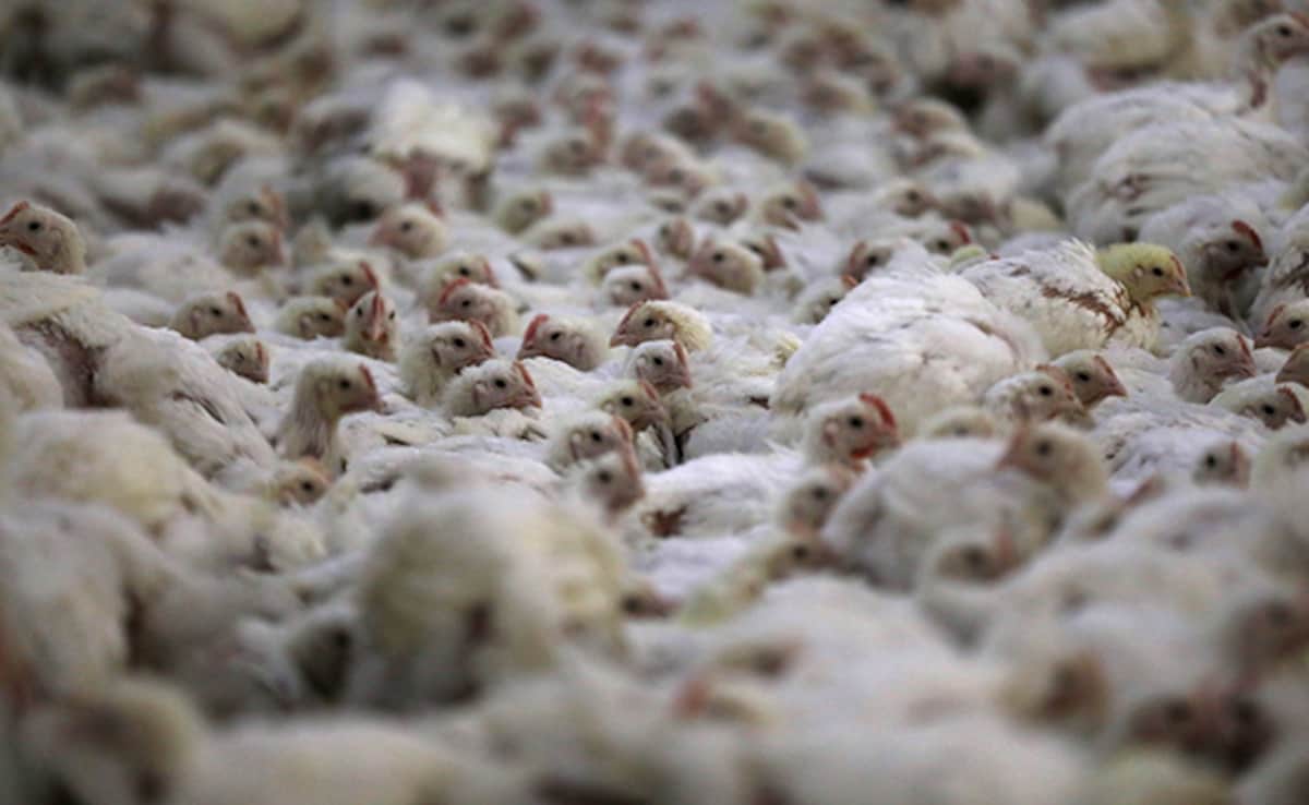 Newcastle Disease Spreads Across Europe: Know About The Viral Infection