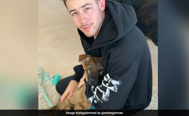 Priyanka Chopra Surprises Nick Jonas With Pup Named Gino: 'Your Face... Hilarious'