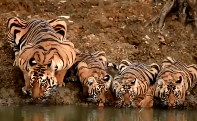 Maharashtra Issues Capture Order For Loose Tigers Near Chandrapur Power Plant