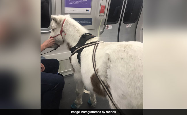 Viral: Miniature Horse, Spotted On Train, Delights Passengers