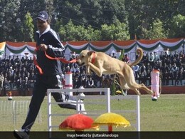 Stray Dog, Trained By Uttarakhand Police, Outperforms Other Breeds Stray Dog, Trained By Uttarakhand Police, Outperforms Other Breeds