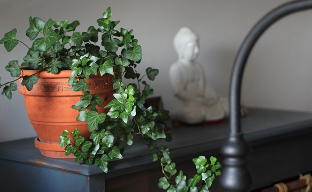 Valentine's Day 2020: इस राज्‍य की सरकार दे रही है "प्‍यार का पौधा", कपल्‍स से कहा, "अपनी मोहब्‍बत को न दें गुलाब..."