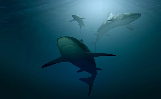 23-Year-Old Swimmer Killed By Shark Off Eastern Australia