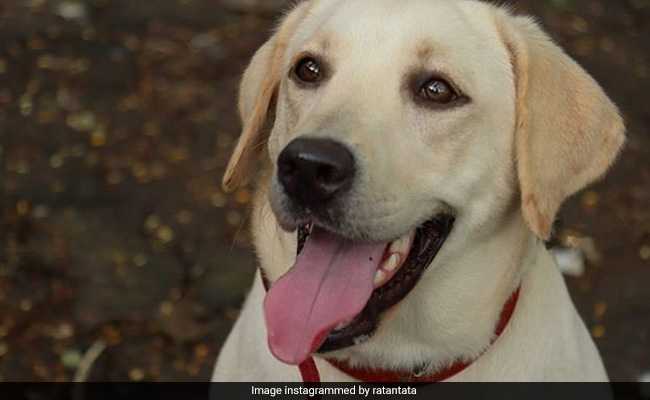 Ratan Tata Wants To Find This Abandoned Dog A Family