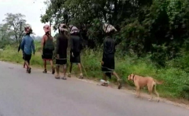 Stray Dog Walks 480 KM With Sabarimala Devotees From Andhra Pradesh To Karnataka